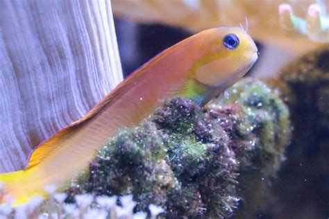 reef safe fish|Fish Only: What is the best non.